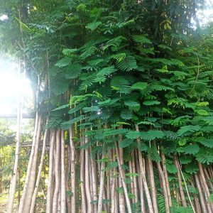 Pohon Flamboyan