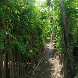 Pohon Angsana