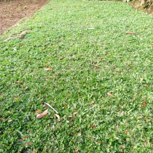 Rumput Hias