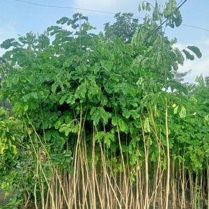 Bibit Tanaman