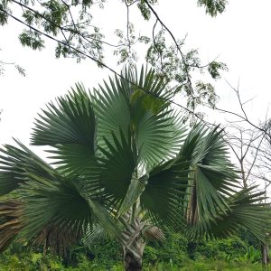 Palem