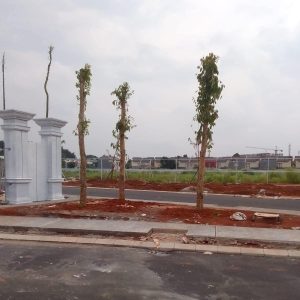 Pohon Bungur