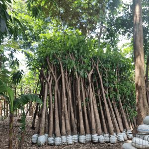 Pohon Pule