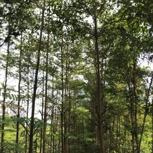 Pohon Ketapang Kencana